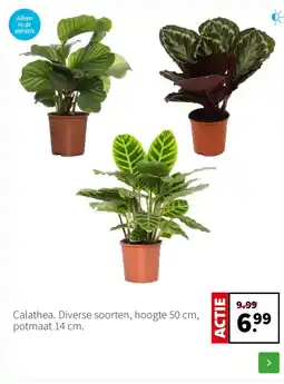 Intratuin Calathea. Diverse soorten, hoogte 50 cm, potmaat 14 cm. aanbieding