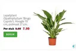 Intratuin Lepelplant (Spathiphyllum 'Bingo Cupido'). Hoogte 70 cm, potmaat 17 cm. aanbieding