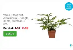 Intratuin Varen (Pteris cret. Albolineata'). Hoogte 35 cm, potmaat 12 cm. aanbieding