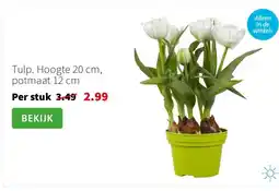 Intratuin Tulp. Hoogte 20 cm, potmaat 12 cm aanbieding