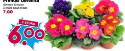 Boon`s Markt Primula Obconica aanbieding