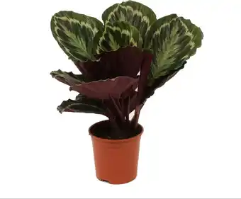 Intratuin Calathea (Calathea 'Medallion') D 14 H 50 cm aanbieding