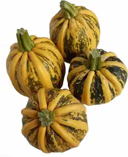 Intratuin Pompoen (Cucurbita 'kamo kamo') D 12,5 cm aanbieding