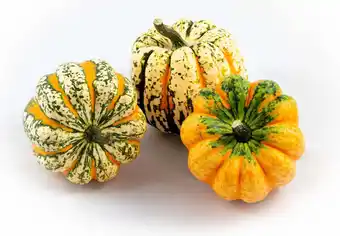 Intratuin Pompoen (Cucurbita 'Festival') D 12,5 cm aanbieding