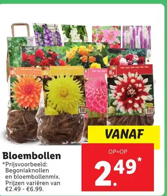 Lidl Bloembollen aanbieding