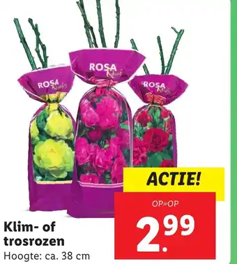 Lidl Klim of trosrozen aanbieding