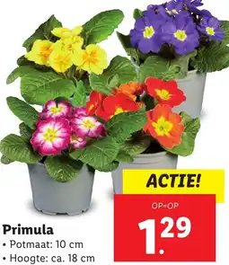 Lidl Primula aanbieding