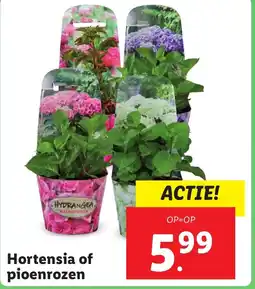 Lidl Hortensia of pioenrozen aanbieding