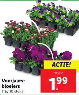 Lidl Voorjaars bloeiers aanbieding