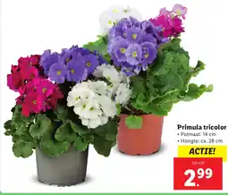 Lidl Primula tricolor aanbieding