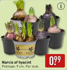 ALDI Narcis of hyacint aanbieding