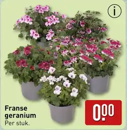 ALDI Franse geranium aanbieding