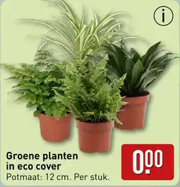 ALDI Groene planten in eco cover aanbieding