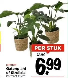 Vomar Voordeelmarkt OP=OP Gatenplant of Strelizia Potmaat 15 cm aanbieding