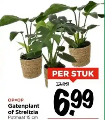 Vomar Voordeelmarkt Gatenplant of Strelizia aanbieding