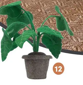 Baby & Tiener Plant Alocasia aanbieding