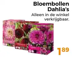 Trekpleister Bloembollen Dahlia's aanbieding