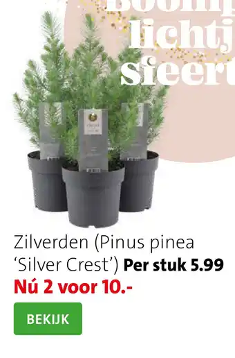 Intratuin Zilverden (Pinus pinea 'Silver Crest') aanbieding