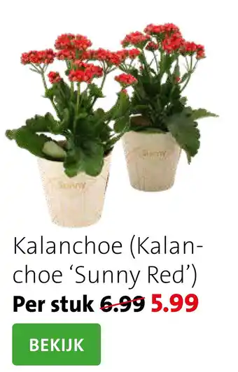 Intratuin Kalanchoe (Kalan- choe 'Sunny Red') aanbieding