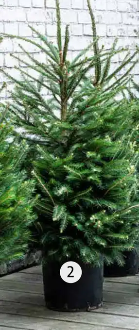 Intratuin Fijnspar (Picea abies) aanbieding