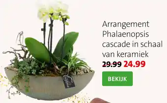 Intratuin Arrangement Phalaenopsis cascade in schaal van keramiek aanbieding