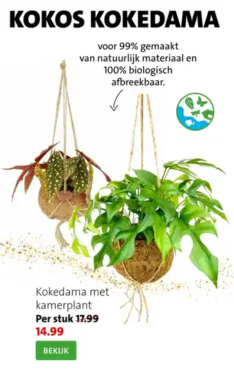 Intratuin Kokedama met kamerplant aanbieding