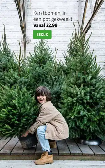 Intratuin Kerstbomen, in een pot gekweekt aanbieding