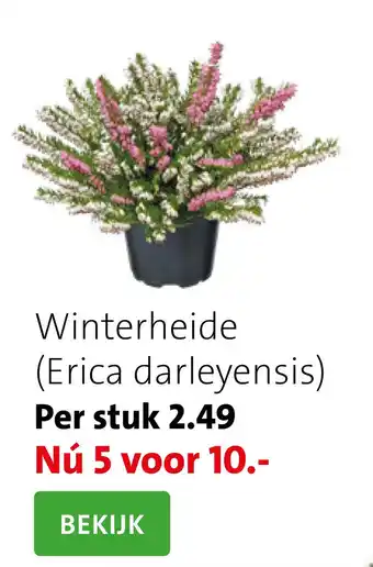 Intratuin Winterheide (Erica darleyensis) aanbieding