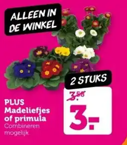 Coop PLUS Madeliefjes of primula aanbieding