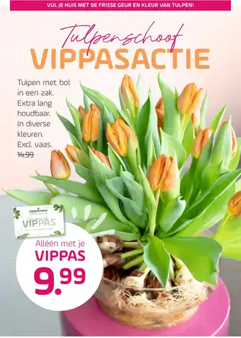 Coppelmans Tulpenschoof vippasactie aanbieding