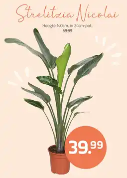 Coppelmans Strelitzia Nicolai aanbieding