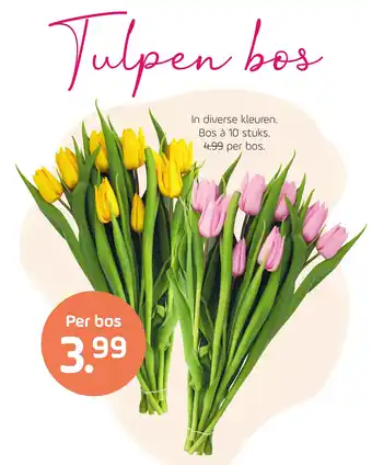 Coppelmans Tulpen bos aanbieding