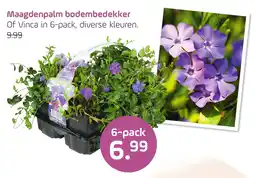 Coppelmans Maagdenpalm bodembedekker aanbieding