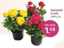 Coppelmans Ranonkel in pot aanbieding