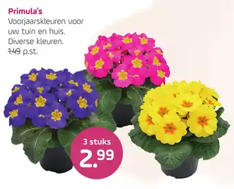 Coppelmans Primula's aanbieding