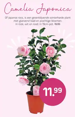 Coppelmans Camelia Japonica aanbieding