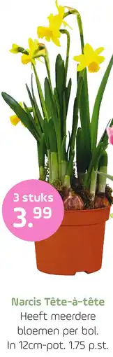 Coppelmans Narcis Tête-à-tête aanbieding