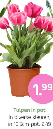 Coppelmans Tulpen in pot aanbieding