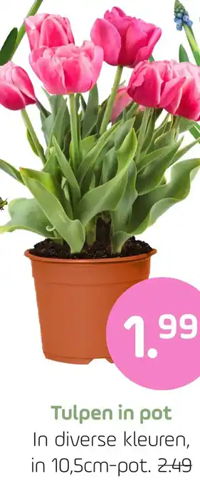 Coppelmans Tulpen in pot aanbieding