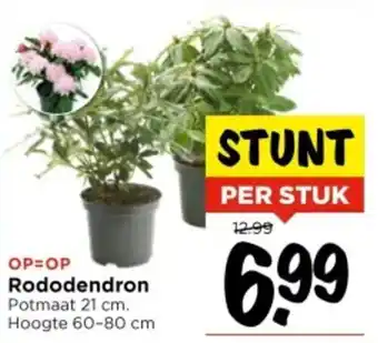 Vomar Voordeelmarkt Rododendron aanbieding