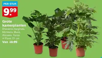 Hoogvliet Grote kamerplanten aanbieding