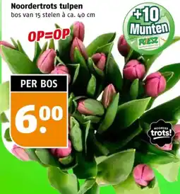 Poiesz Noordertrots tulpen aanbieding