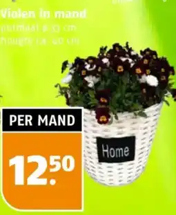 Poiesz Violen in mand aanbieding