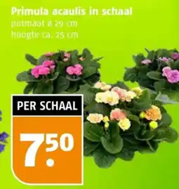 Poiesz Primula acaulis in schaal aanbieding