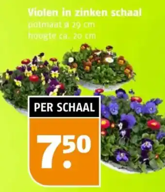 Poiesz Violen in zinken schaal aanbieding