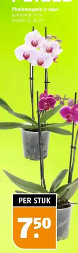 Poiesz Phalaenopsis 2-taks aanbieding