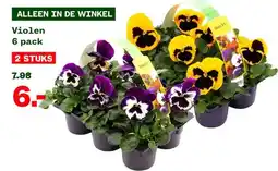 Welkoop Violen aanbieding