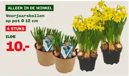 Welkoop Voorjaarsbollen op pot 0 12 cm aanbieding