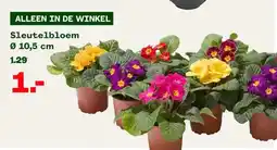 Welkoop Sleutelbloem aanbieding