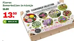 Welkoop Florex Zomerbollen in kistje aanbieding